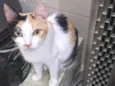 Morgana