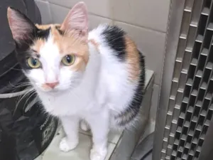 Gato raça SRD-ViraLata idade 1 ano nome Morgana