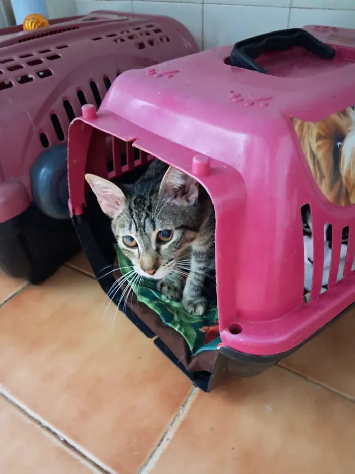 Gato raça SRD-ViraLata idade 7 a 11 meses nome Magali