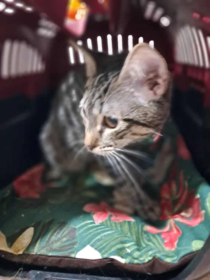 Gato raça SRD-ViraLata idade 7 a 11 meses nome Magali
