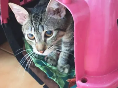 Gato raça SRD-ViraLata idade 7 a 11 meses nome Magali