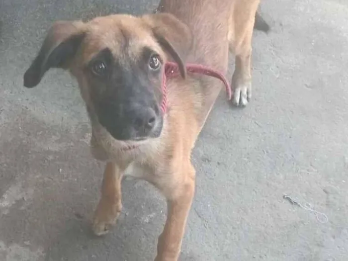 Cachorro raça SRD-ViraLata idade 2 a 6 meses nome escoob 