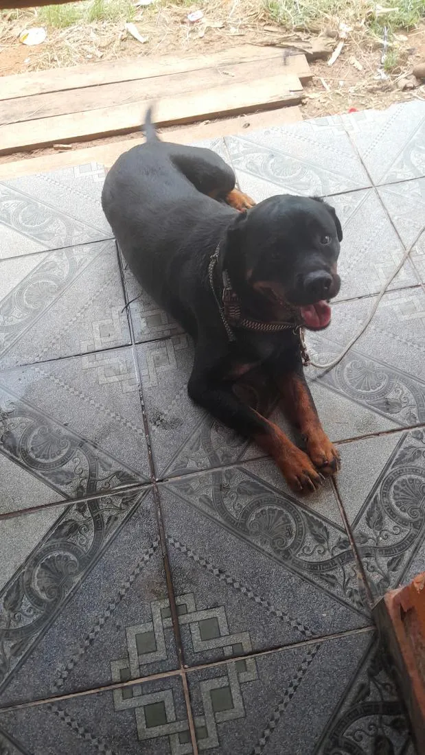 Cachorro raça Rottweiler idade 1 ano nome Rodivale