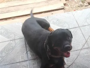 Cachorro raça Rottweiler idade 1 ano nome Rodivale