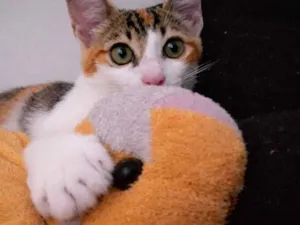 Gato raça SRD-ViraLata idade 2 a 6 meses nome Sara