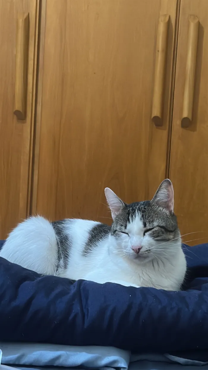 Gato raça SRD-ViraLata idade 4 anos nome Apolo