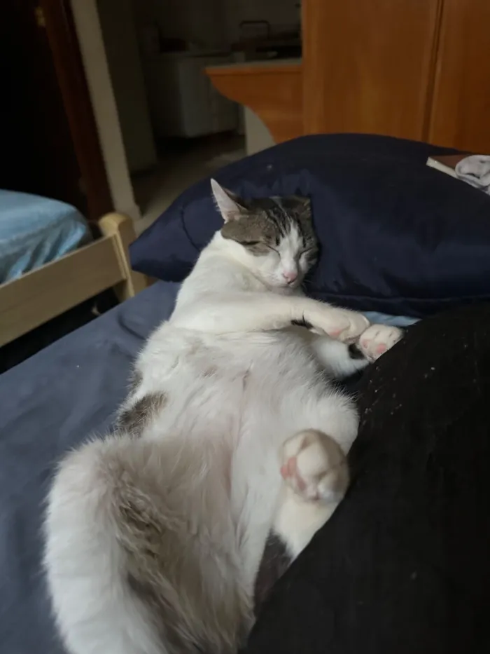 Gato raça SRD-ViraLata idade 4 anos nome Apolo