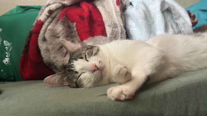 Gato raça SRD-ViraLata idade 4 anos nome Apolo