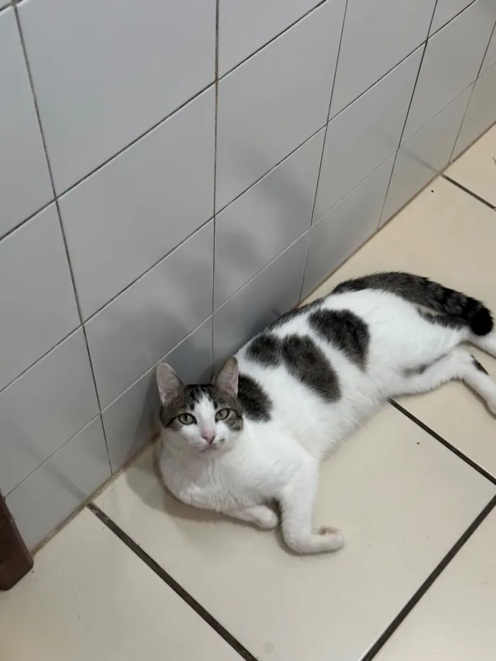 Gato raça SRD-ViraLata idade 4 anos nome Apolo