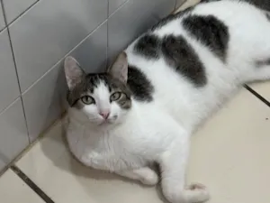 Gato raça SRD-ViraLata idade 4 anos nome Apolo