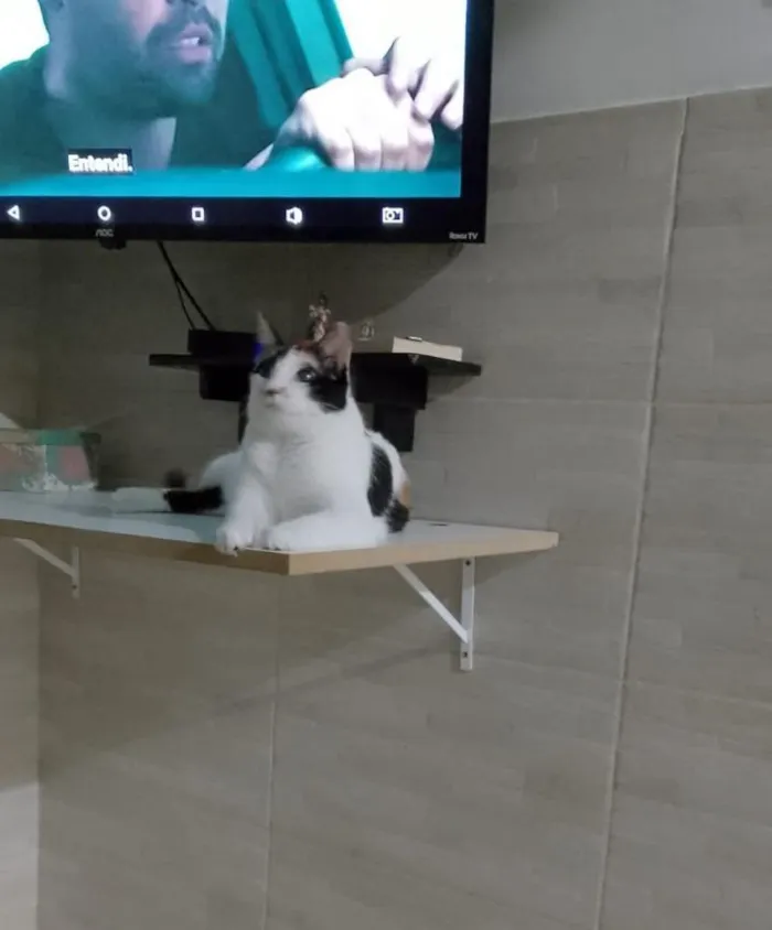 Gato raça SRD-ViraLata idade 2 anos nome Sandra