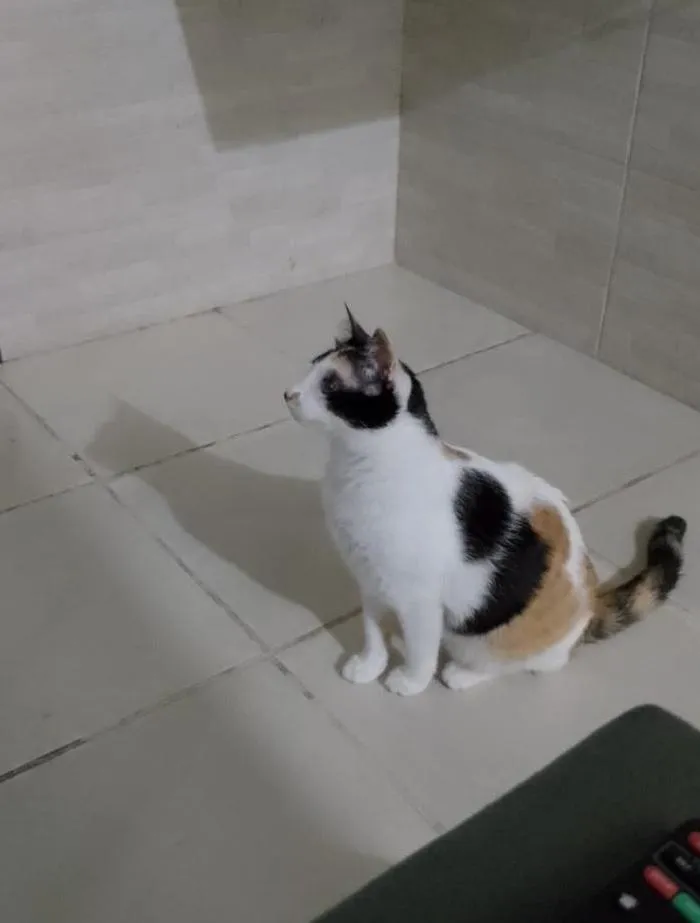 Gato raça SRD-ViraLata idade 2 anos nome Sandra