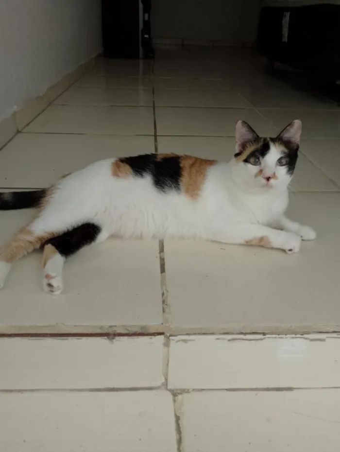 Gato raça SRD-ViraLata idade 2 anos nome Sandra