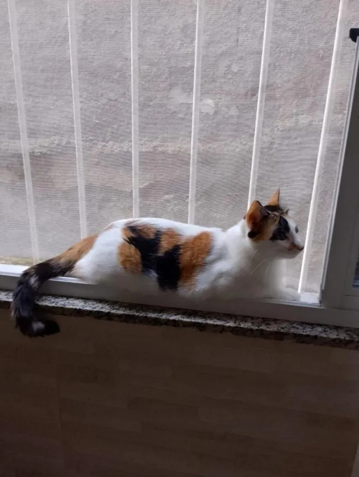 Gato raça SRD-ViraLata idade 2 anos nome Sandra