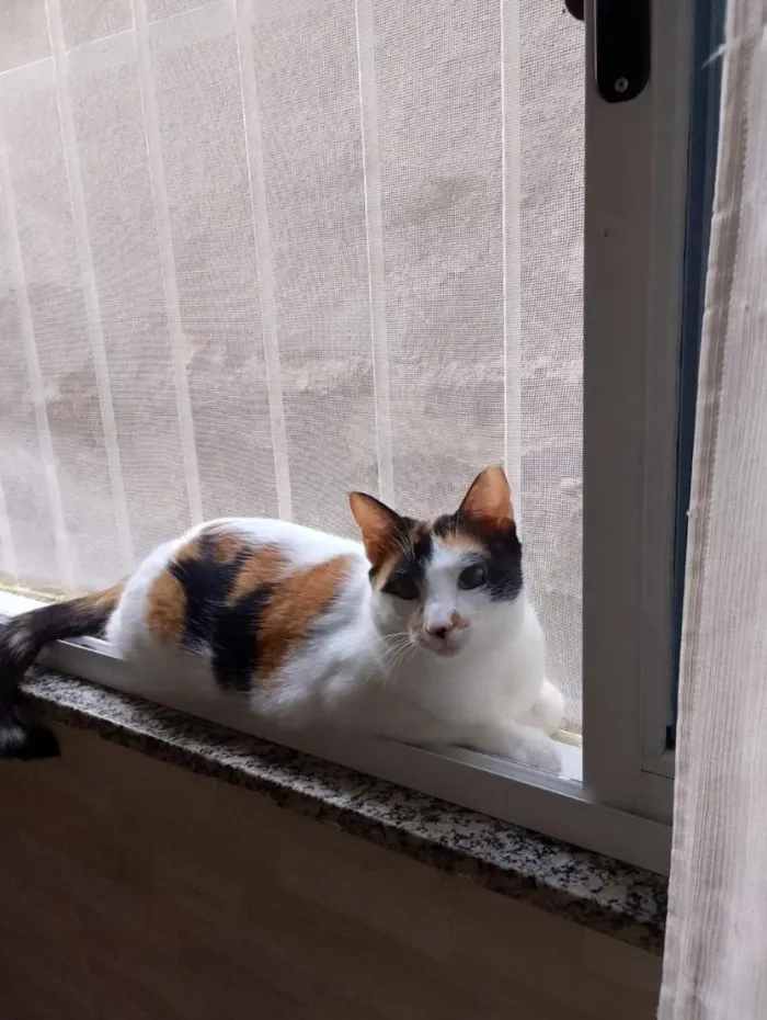 Gato raça SRD-ViraLata idade 2 anos nome Sandra