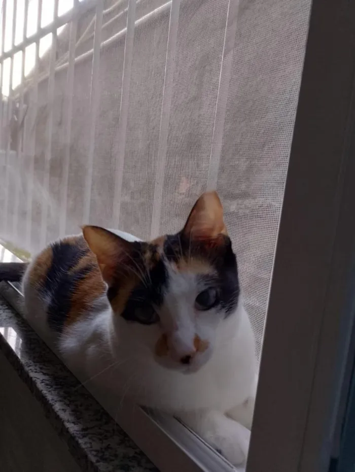 Gato raça SRD-ViraLata idade 2 anos nome Sandra