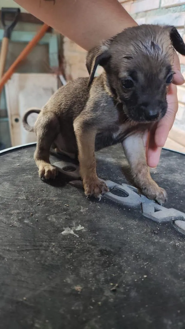 Cachorro raça SRD-ViraLata idade Abaixo de 2 meses nome Filhote 