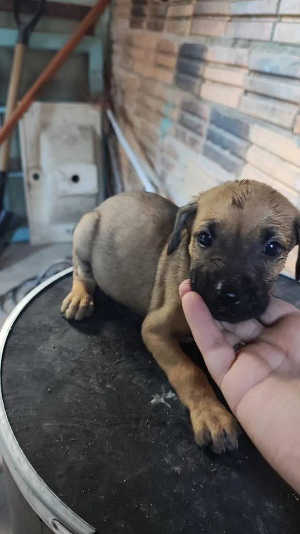 Cachorro raça SRD-ViraLata idade Abaixo de 2 meses nome Filhote 
