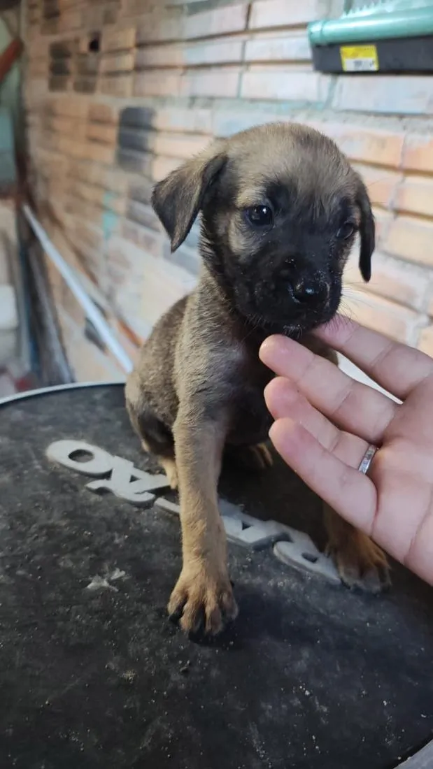 Cachorro raça SRD-ViraLata idade Abaixo de 2 meses nome Filhote 