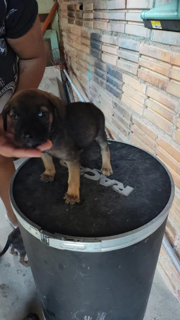 Cachorro raça SRD-ViraLata idade Abaixo de 2 meses nome Filhote 