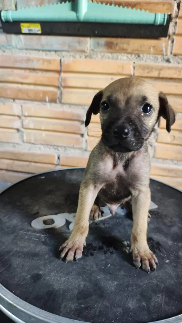 Cachorro raça SRD-ViraLata idade Abaixo de 2 meses nome Filhote 
