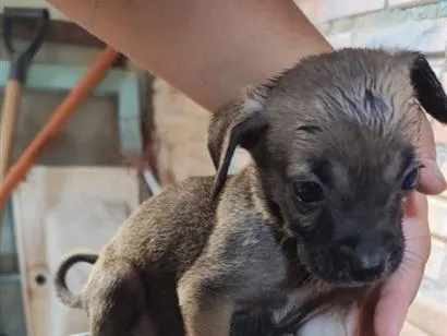Cachorro raça SRD-ViraLata idade Abaixo de 2 meses nome Filhote 