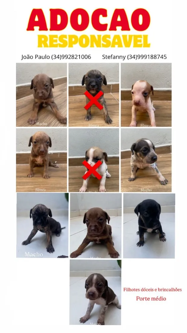 Cachorro raça SRD-ViraLata idade Abaixo de 2 meses nome Filhotes