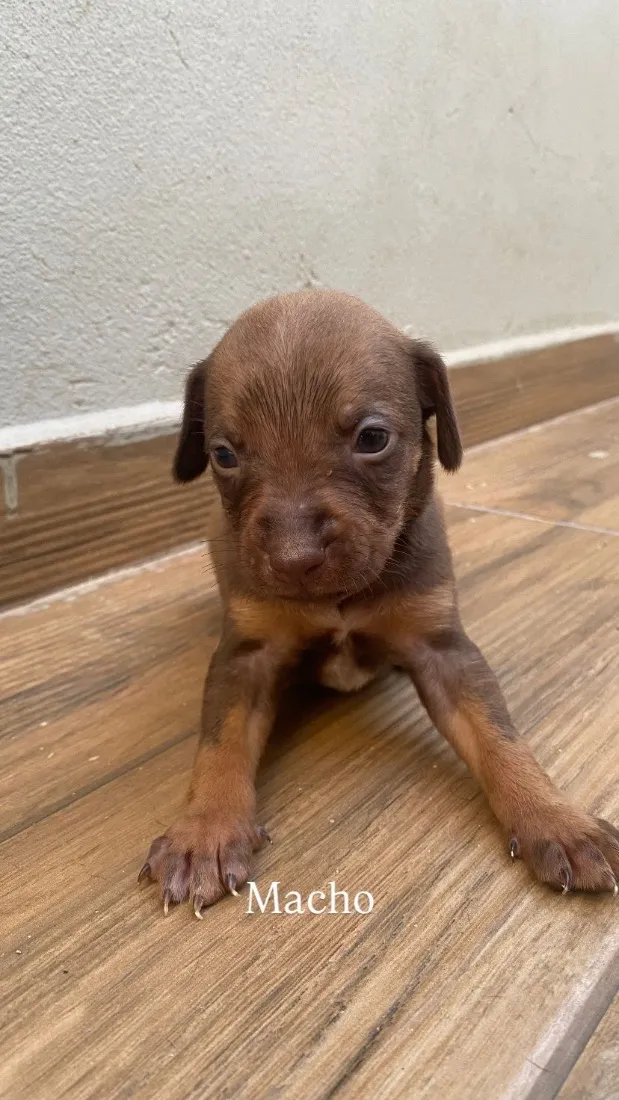 Cachorro raça SRD-ViraLata idade Abaixo de 2 meses nome Filhotes