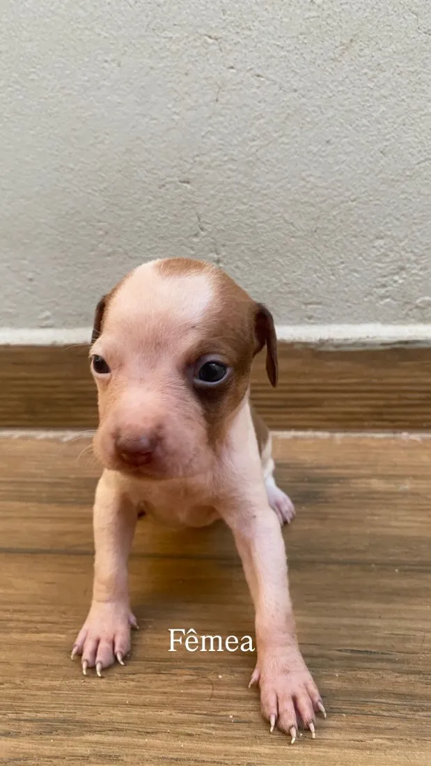 Cachorro raça SRD-ViraLata idade Abaixo de 2 meses nome Filhotes