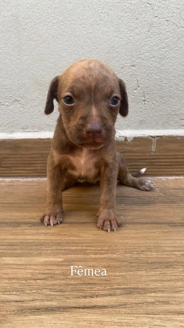 Cachorro raça SRD-ViraLata idade Abaixo de 2 meses nome Filhotes