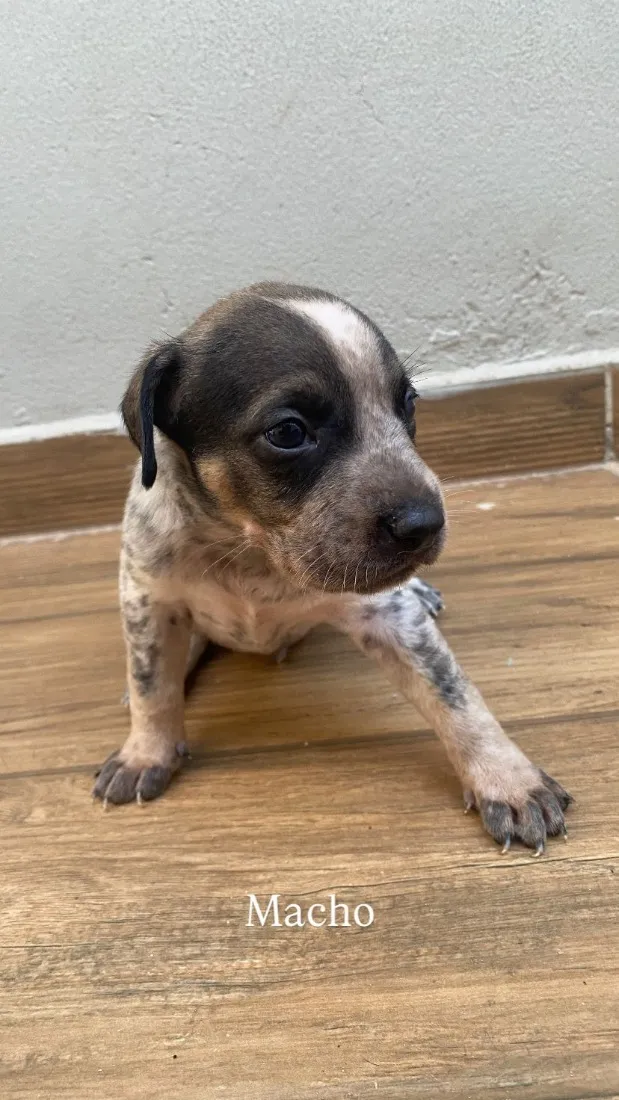 Cachorro raça SRD-ViraLata idade Abaixo de 2 meses nome Filhotes