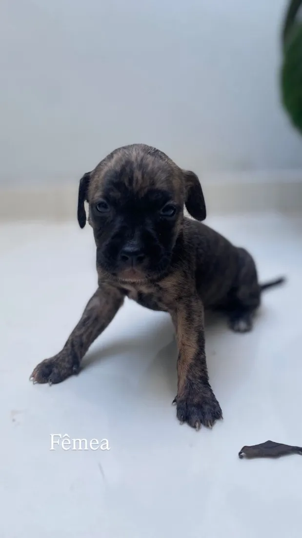 Cachorro raça SRD-ViraLata idade Abaixo de 2 meses nome Filhotes