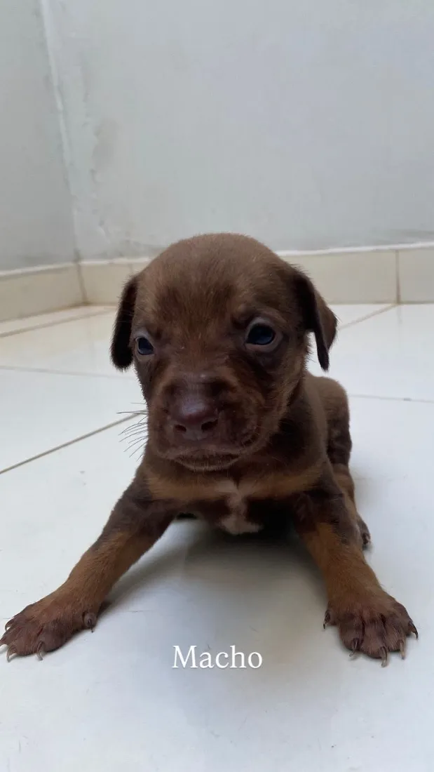 Cachorro raça SRD-ViraLata idade Abaixo de 2 meses nome Filhotes