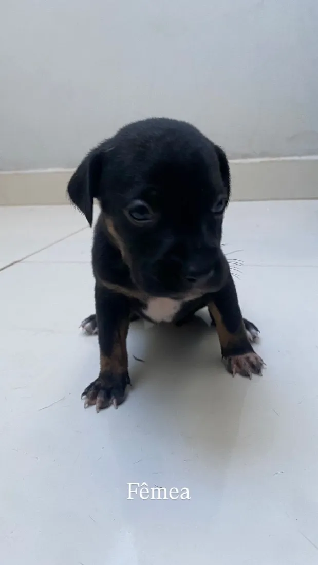 Cachorro raça SRD-ViraLata idade Abaixo de 2 meses nome Filhotes