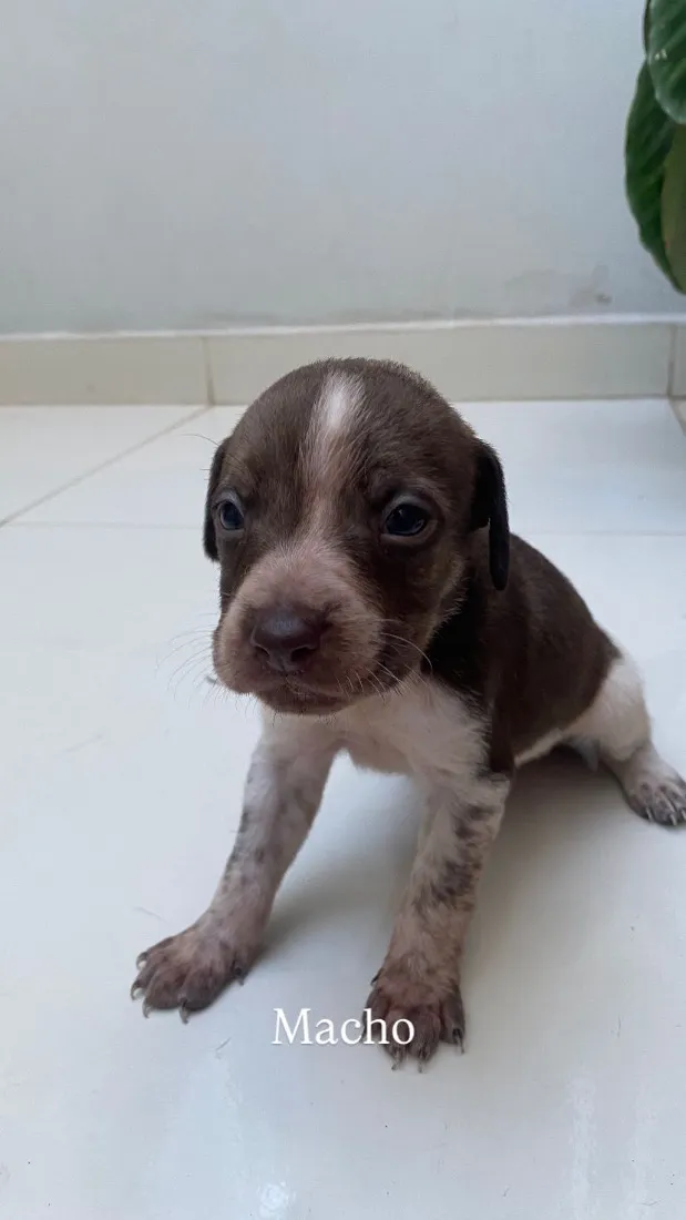 Cachorro raça SRD-ViraLata idade Abaixo de 2 meses nome Filhotes