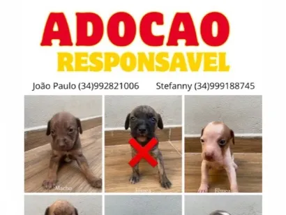 Cachorro raça SRD-ViraLata idade Abaixo de 2 meses nome Filhotes