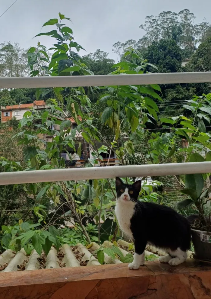 Gato raça SRD-ViraLata idade 2 a 6 meses nome Júlia