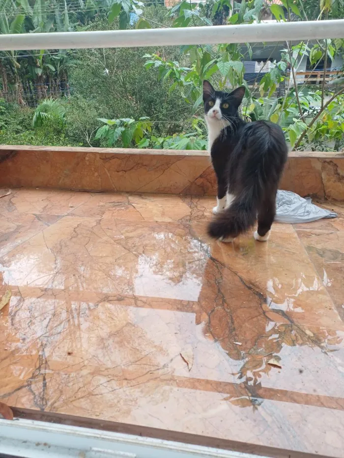 Gato raça SRD-ViraLata idade 2 a 6 meses nome Júlia