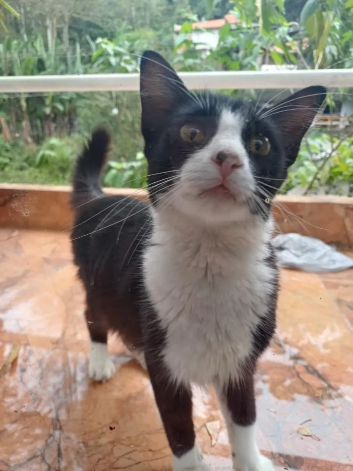 Gato raça SRD-ViraLata idade 2 a 6 meses nome Júlia