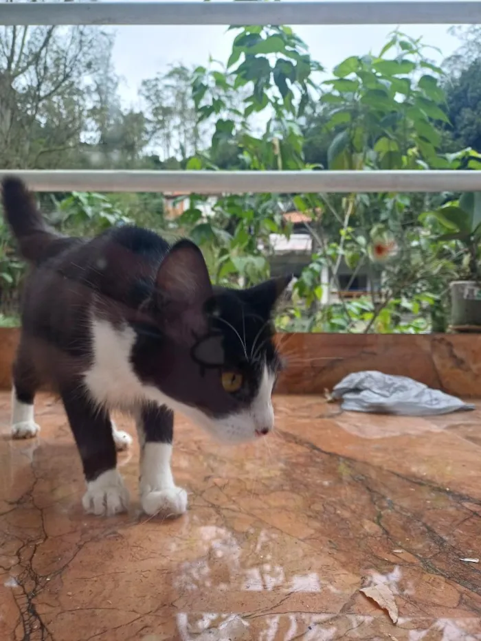 Gato raça SRD-ViraLata idade 2 a 6 meses nome Júlia