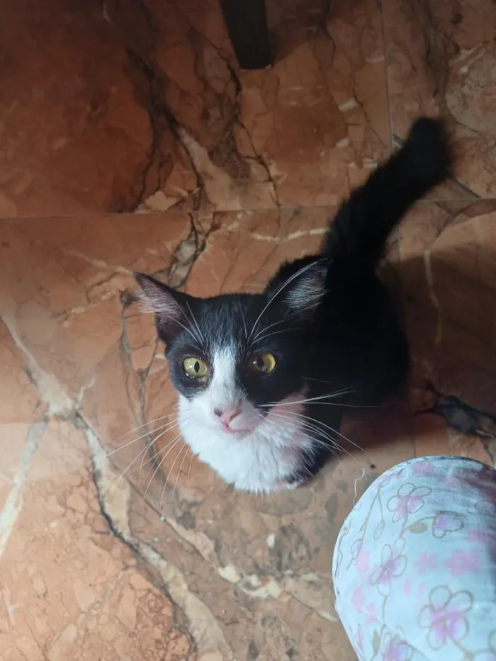 Gato raça SRD-ViraLata idade 2 a 6 meses nome Júlia