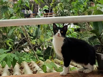 Gato raça SRD-ViraLata idade 2 a 6 meses nome Júlia