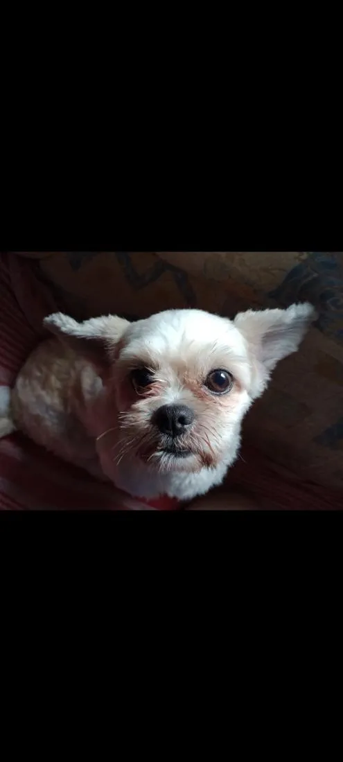 Cachorro raça Shitzu idade 3 anos nome Bob