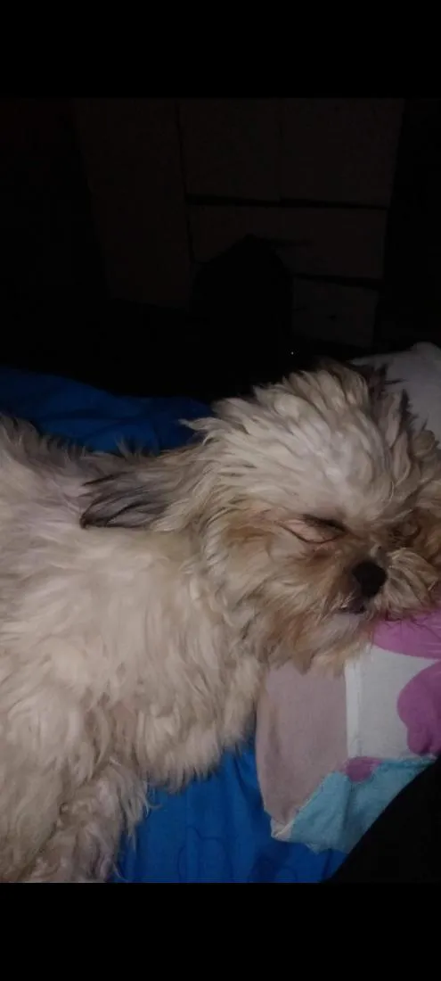 Cachorro raça Shitzu idade 3 anos nome Bob