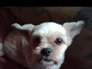 Cachorro raça Shitzu idade 3 anos nome Bob