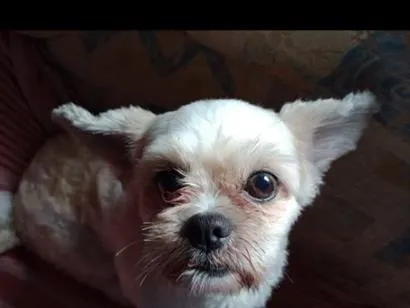 Cachorro raça Shitzu idade 3 anos nome Bob