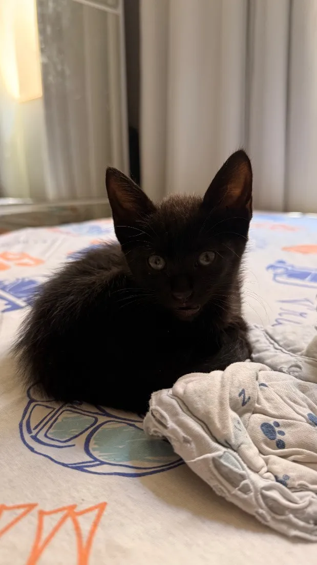 Gato raça SRD-ViraLata idade Abaixo de 2 meses nome Amora