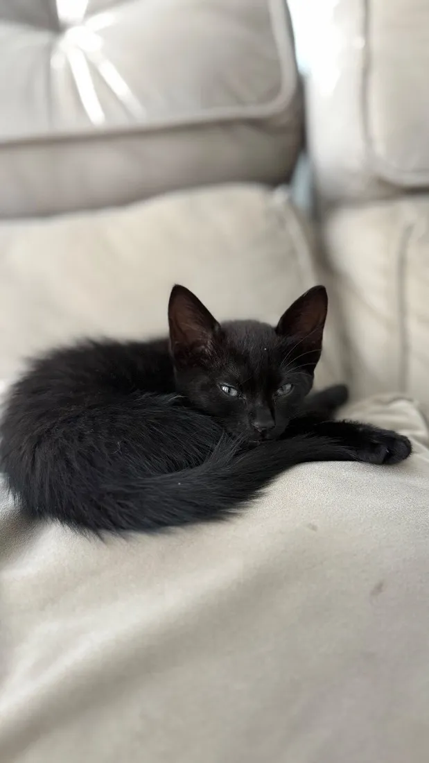 Gato raça SRD-ViraLata idade Abaixo de 2 meses nome Amora