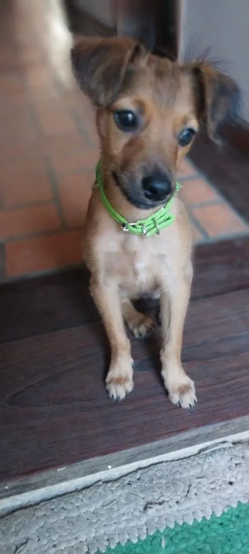 Cachorro raça SRD-ViraLata idade 2 a 6 meses nome MEL