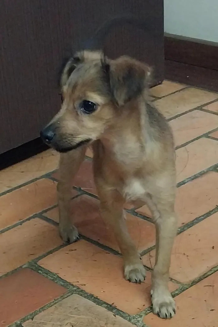 Cachorro raça SRD-ViraLata idade 2 a 6 meses nome MEL